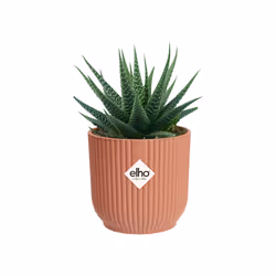 elho 8711904494100 jardinière Rose Plastique - Vue supplémentaire 4