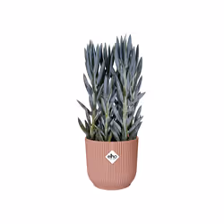 elho 8711904494223 jardinière Rose Plastique