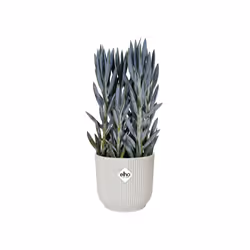 elho 8711904494254 jardinière Blanc Plastique