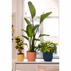 elho 8711904494285 jardinière Bleu Plastique - Vue supplémentaire 11