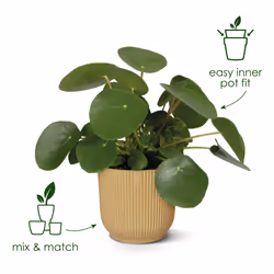 elho 8711904494407 jardinière Bleu Plastique - Vue supplémentaire 12