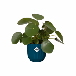 elho 8711904494407 jardinière Bleu Plastique - Vue supplémentaire 4