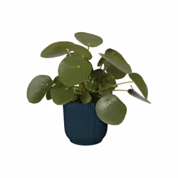 elho 8711904494407 jardinière Bleu Plastique - Vue supplémentaire 5