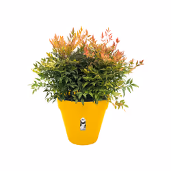 elho 8711904494667 jardinière Jaune Plastique