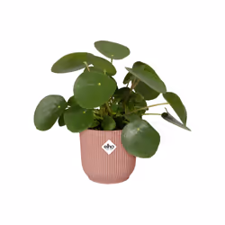 elho 8711904494698 jardinière Rose Plastique - Vue supplémentaire 4