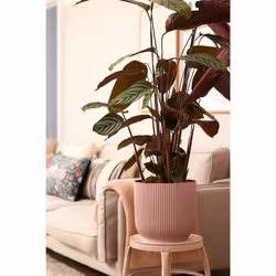 elho 8711904494698 jardinière Rose Plastique - Vue supplémentaire 7