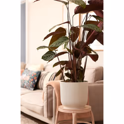 elho 8711904494728 jardinière Blanc Plastique - Vue supplémentaire 7