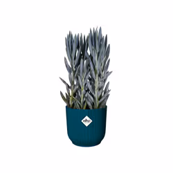 elho 8711904494759 jardinière Bleu Plastique