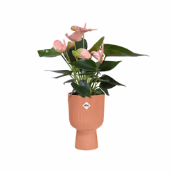 elho 8711904494810 jardinière Rose Plastique
