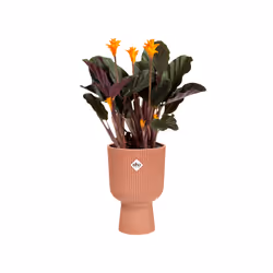 elho 8711904494810 jardinière Rose Plastique - Vue supplémentaire 4