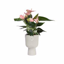 elho 8711904494841 jardinière Blanc Plastique