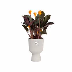 elho 8711904494841 jardinière Blanc Plastique - Vue supplémentaire 4