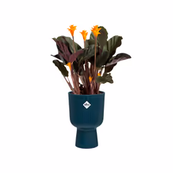 elho 8711904494872 jardinière Bleu Plastique