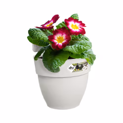 elho 8711904495220 pot à fleurs Extérieure Plastique Blanc - Vue supplémentaire 4