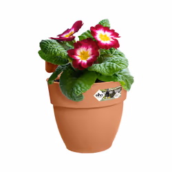 elho 8711904495282 pot à fleurs Extérieure Plastique Marron
