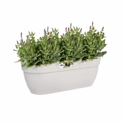 elho 8711904495497 pot à fleurs Extérieure Plastique Blanc - Vue supplémentaire 4