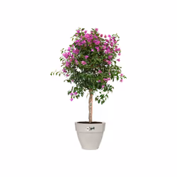 elho 8711904496494 jardinière Blanc Plastique