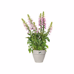 elho 8711904496555 jardinière Blanc Plastique