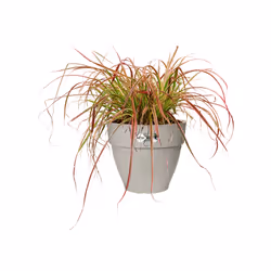 elho 8711904496586 jardinière Blanc Plastique