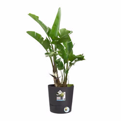elho 8711904497217 jardinière Gris Plastique - Vue supplémentaire 4