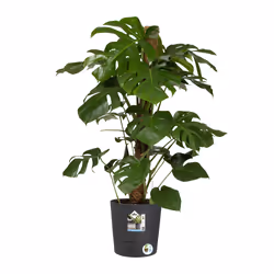 elho 8711904497217 jardinière Gris Plastique - Vue supplémentaire 5
