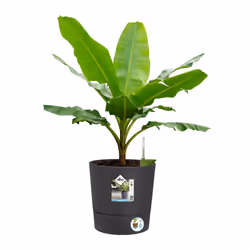 elho 8711904497217 jardinière Gris Plastique - Vue supplémentaire 6