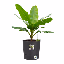 elho 8711904497316 jardinière Gris Plastique - Vue supplémentaire 4
