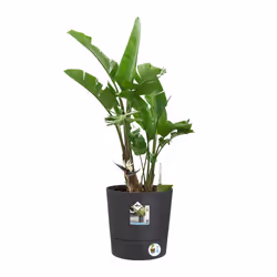 elho 8711904497316 jardinière Gris Plastique - Vue supplémentaire 5