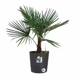 elho 8711904497316 jardinière Gris Plastique - Vue supplémentaire 6