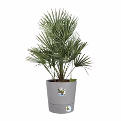 elho 8711904497347 jardinière Gris Plastique - Vue supplémentaire 5