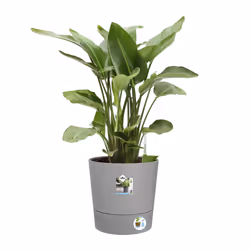 elho 8711904497347 jardinière Gris Plastique - Vue supplémentaire 6