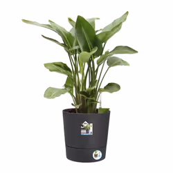 elho 8711904497378 jardinière Gris Plastique - Vue supplémentaire 4