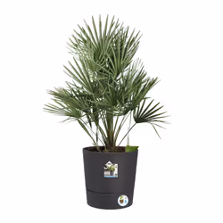 elho 8711904497378 jardinière Gris Plastique - Vue supplémentaire 5