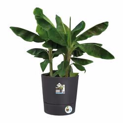 elho 8711904497378 jardinière Gris Plastique - Vue supplémentaire 6