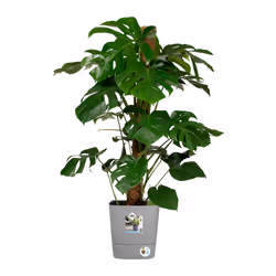elho 8711904497422 jardinière Gris Plastique - Vue supplémentaire 6
