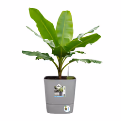 elho 8711904497422 jardinière Gris Plastique - Vue supplémentaire 7