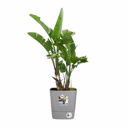 elho 8711904497422 jardinière Gris Plastique - Vue supplémentaire 8