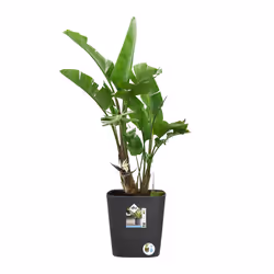 elho 8711904497453 jardinière Gris Plastique - Vue supplémentaire 7
