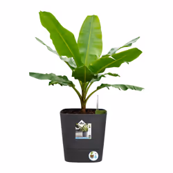 elho 8711904497453 jardinière Gris Plastique - Vue supplémentaire 8