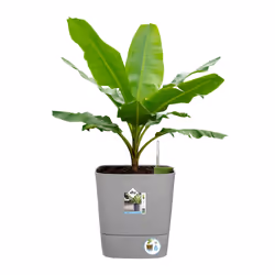 elho 8711904497507 jardinière Gris Plastique - Vue supplémentaire 6