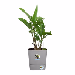 elho 8711904497507 jardinière Gris Plastique - Vue supplémentaire 8