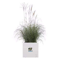 elho 8711904497705 pot à fleurs Intérieur & extérieur Plastique Blanc - Vue supplémentaire 4
