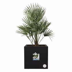 elho 8711904497736 pot à fleurs Intérieur & extérieur Plastique Noir - Vue supplémentaire 4