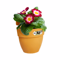 elho 8711904497897 pot à fleurs Extérieure Plastique Jaune - Vue supplémentaire 4