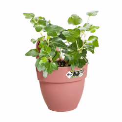 elho 8711904497927 pot à fleurs Extérieure Plastique Rose - Vue supplémentaire 4