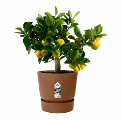elho 8711904499433 jardinière Marron Plastique