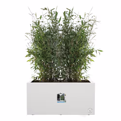 elho 8711904499600 jardinière Blanc Plastique - Vue supplémentaire 4