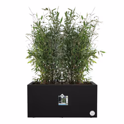 elho 8711904499624 jardinière Noir Plastique - Vue supplémentaire 4