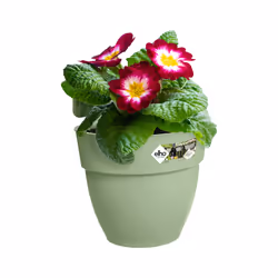 elho 8711904499747 pot à fleurs Extérieure Plastique Vert - Vue supplémentaire 4
