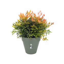 elho 8711904500566 jardinière Vert Plastique